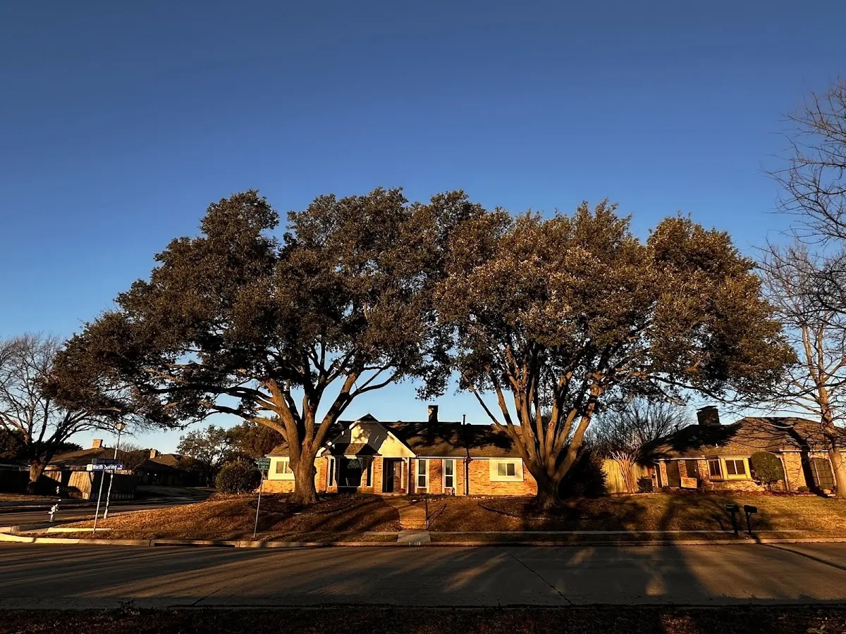 Established residential canopy tree shading a home in Wallace